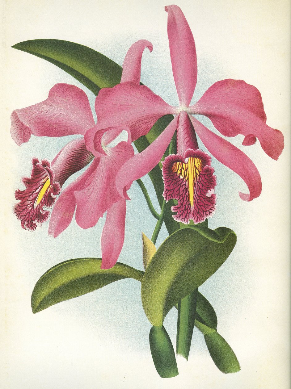 Botanisk tavle/Cattleya maxima var. Malouana/Lindenia af Unbekannt