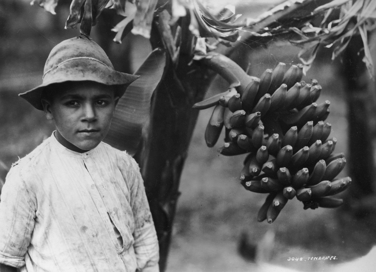 Dreng med bananer, der vokser på et træ, Tenerife, Kanariske Øer, Spanien, c1920