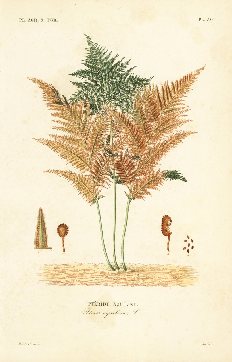 Bracken eller almindelig bremsebregne, Pteridium aquilinum, Pteris aquilina, Pteride aquiline af Unbekannt