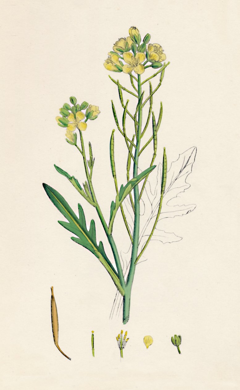 Brassica tenuifolia. Vægraket, 1800-tallet af Unbekannt