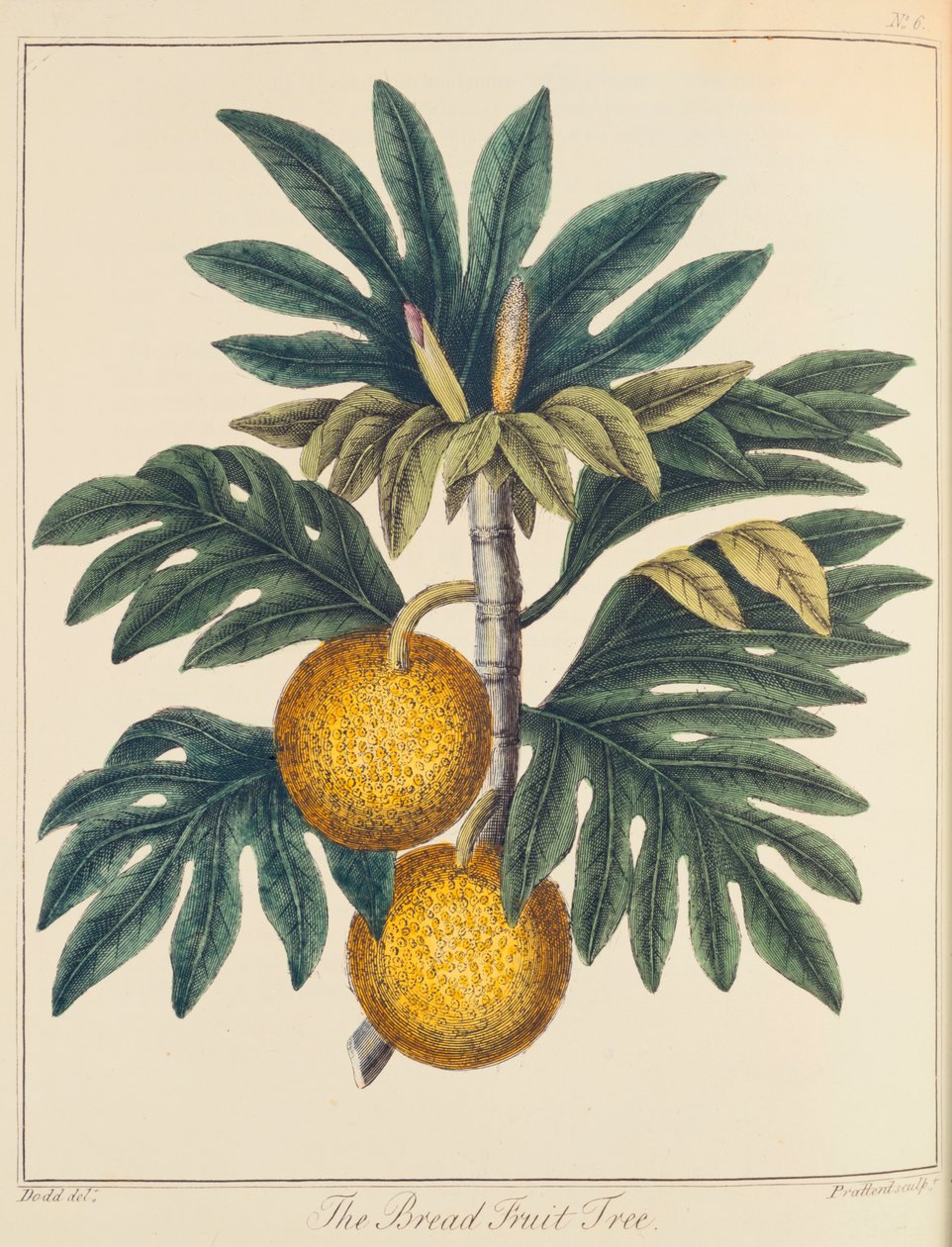 Artocarpus skåret brødfrugt, c1798 af Unbekannt