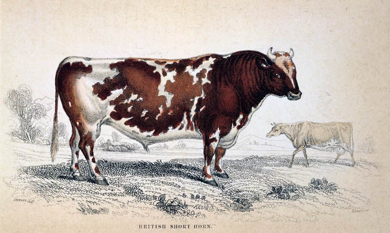 Britisk kort horn, 1839 af Unbekannt