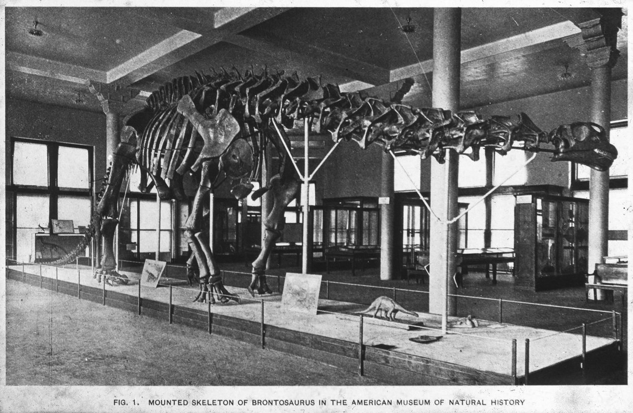 Brontosaurus skelet, American Museum of Natural History, New York, USA, begyndelsen af det 20. århundrede af Unbekannt