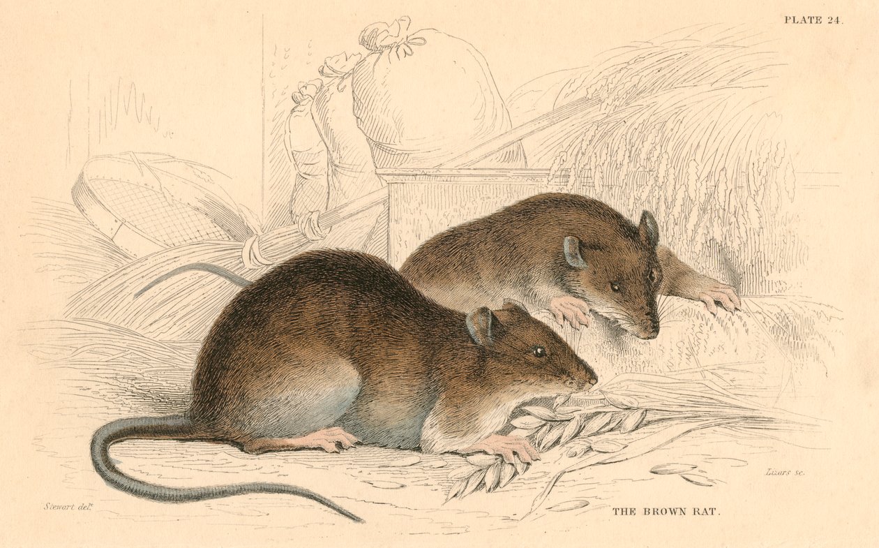 Brun rotte Rattus rattus, 1828 af Unbekannt