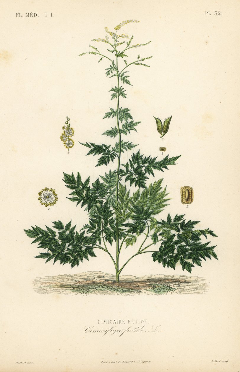 Bugbane eller cohosh, Actaea cimicifuga, Cimicifuga foetida, Cimicaire fetide af Unbekannt