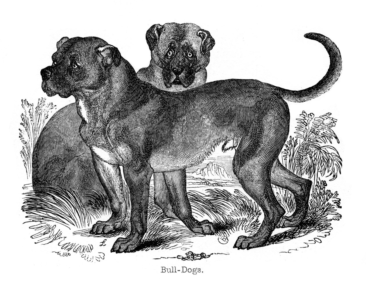 Bulldog, 1848 af Unbekannt
