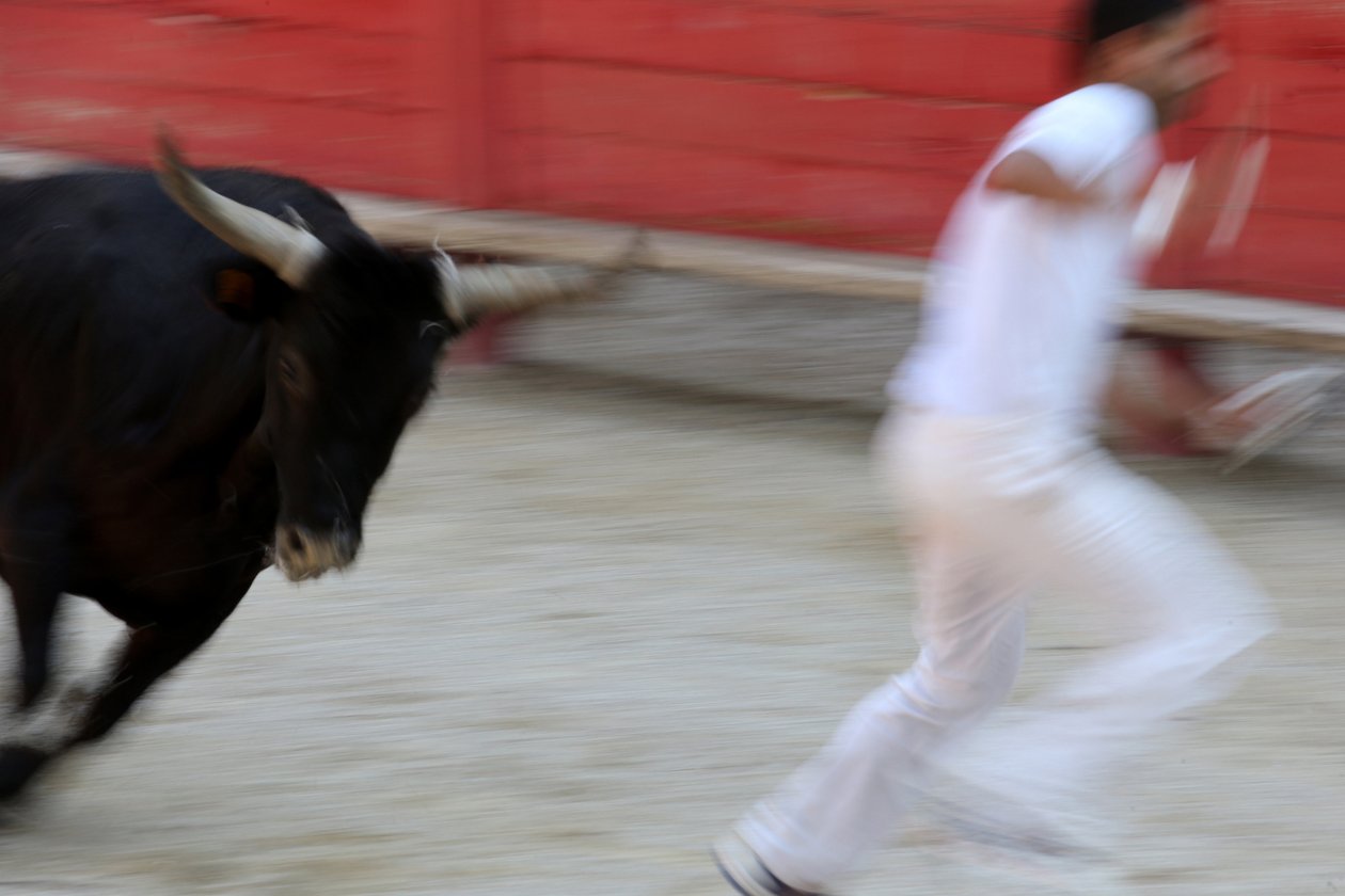 Tyrefægtning (Course camarguaise). Et blodløst skue (for tyrene), hvor målet er at snuppe en roset fra hovedet på en tyr, Vallabregues, Frankrig af Unbekannt