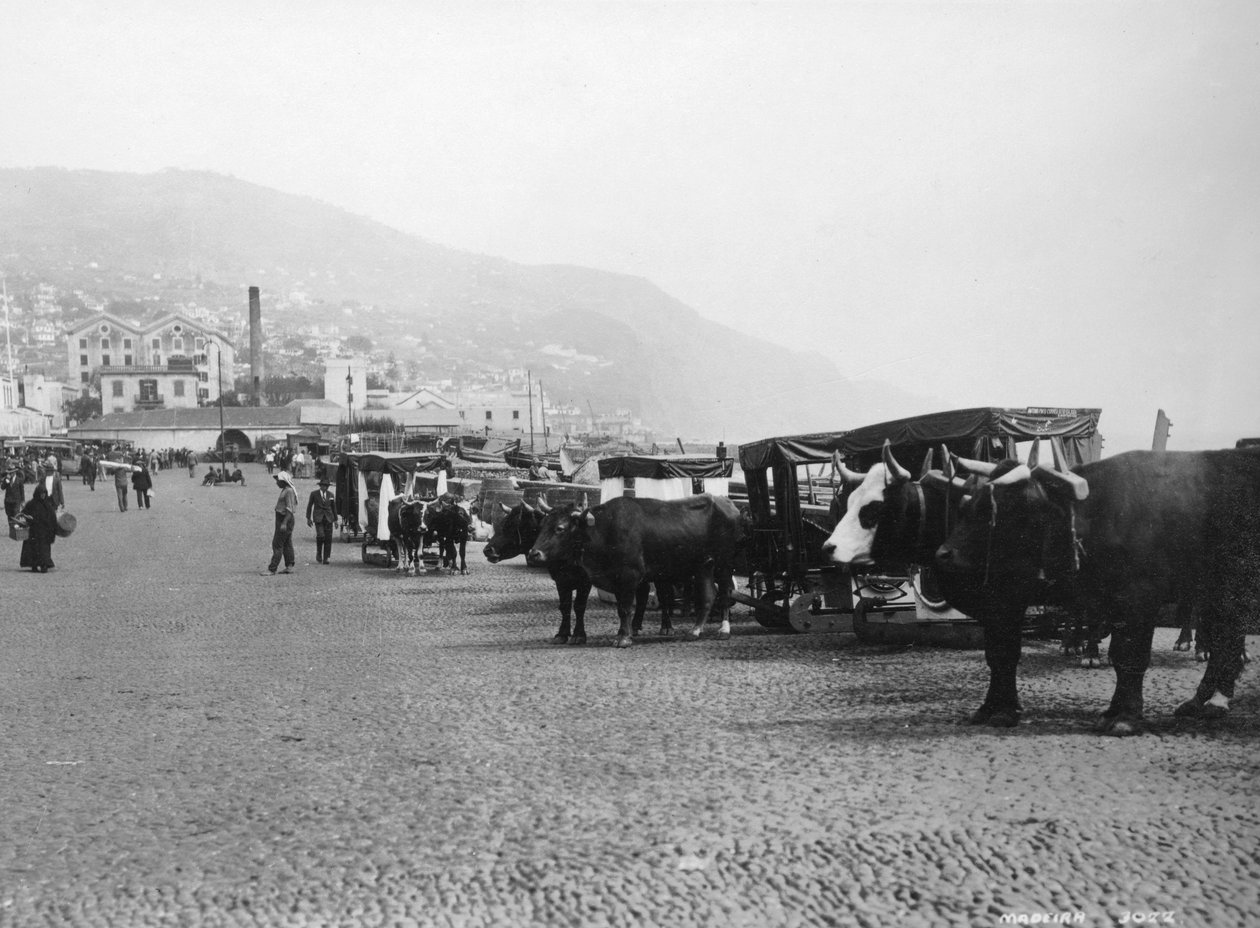 Tyrevogne, Madeira, Portugal, c1920