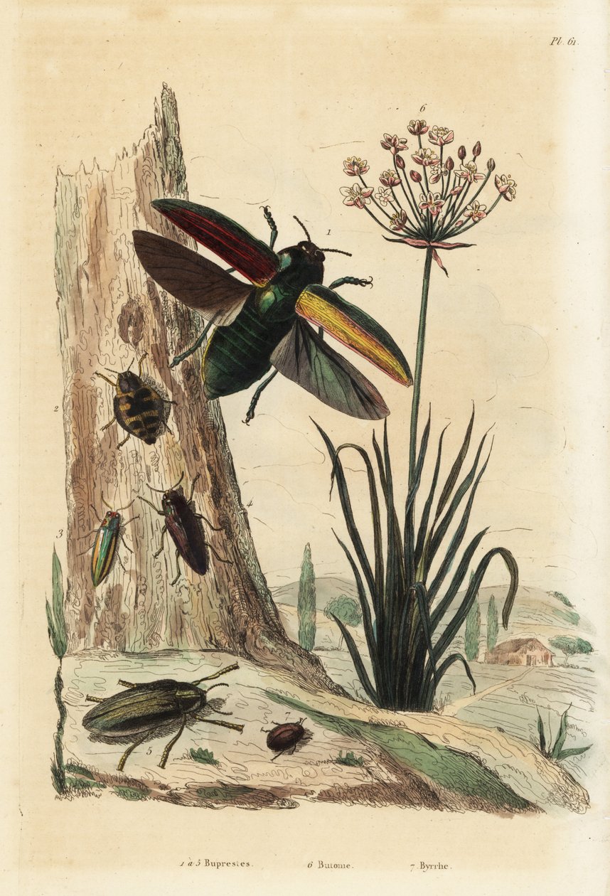 Buprestis biller 1-5, blomstrende siv, Butomus umbellatus 6, og pillebille, Byrrhus pilula 7 af Unbekannt