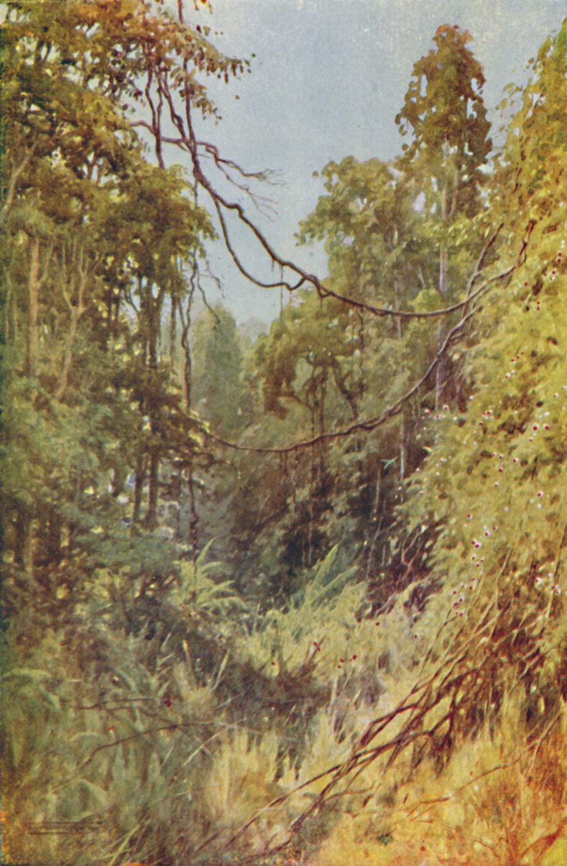 Burmesisk jungle, 1924 af Unbekannt