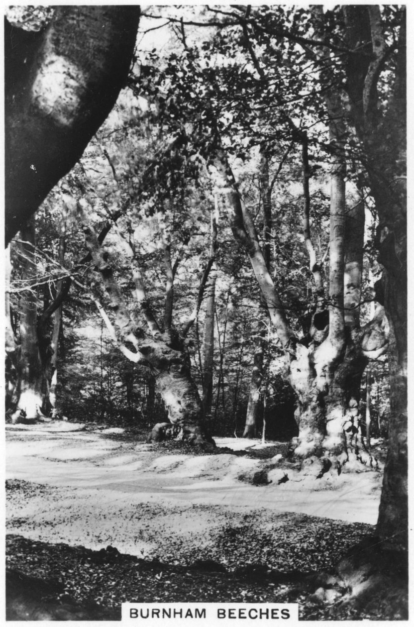 Burnham Beeches, Buckinghamshire, 1937 af Unbekannt