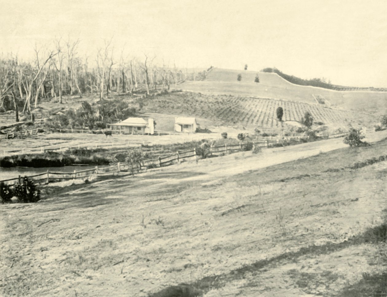 Bush Workmans Home, Gippsland, Victoria, 1901. af Unbekannt
