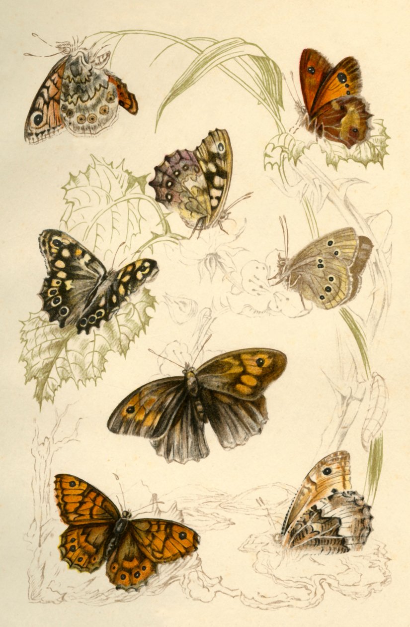 Sommerfugle, 1800-tallet. af Unbekannt