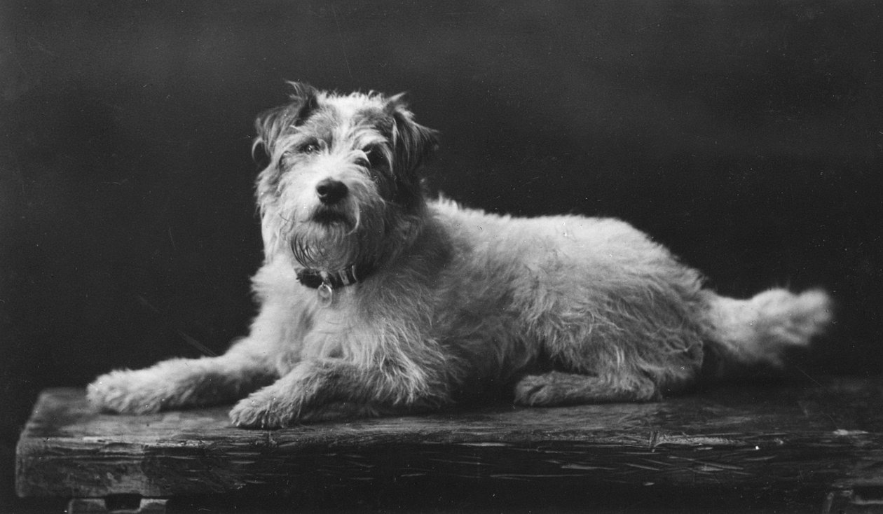 Caesar, King Edwards yndlingshund, det 20. århundrede af Unbekannt