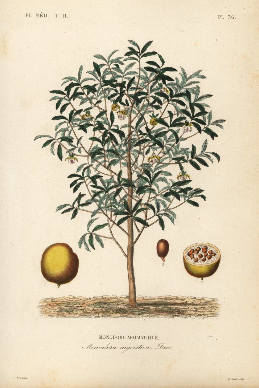 Calabash muskatnød, Monodora myristica, Monodore aromatique af Unbekannt