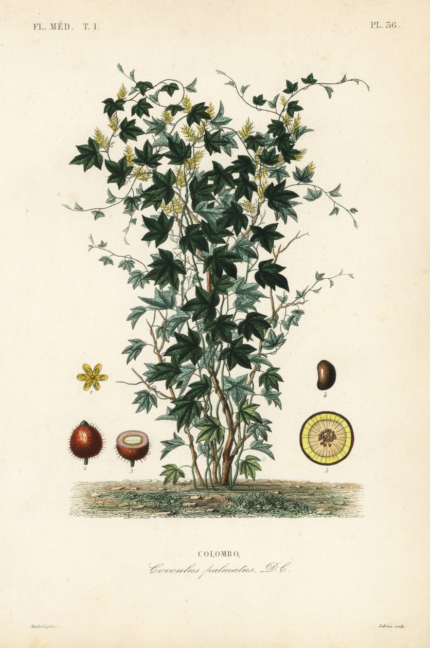 Calumba træ, Jateorhiza columba, Cocculus palmatus, Colombo af Unbekannt