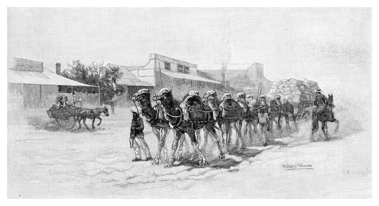 Kamelhold, Wilcannia, New South Wales, Australien, 1886 af Unbekannt