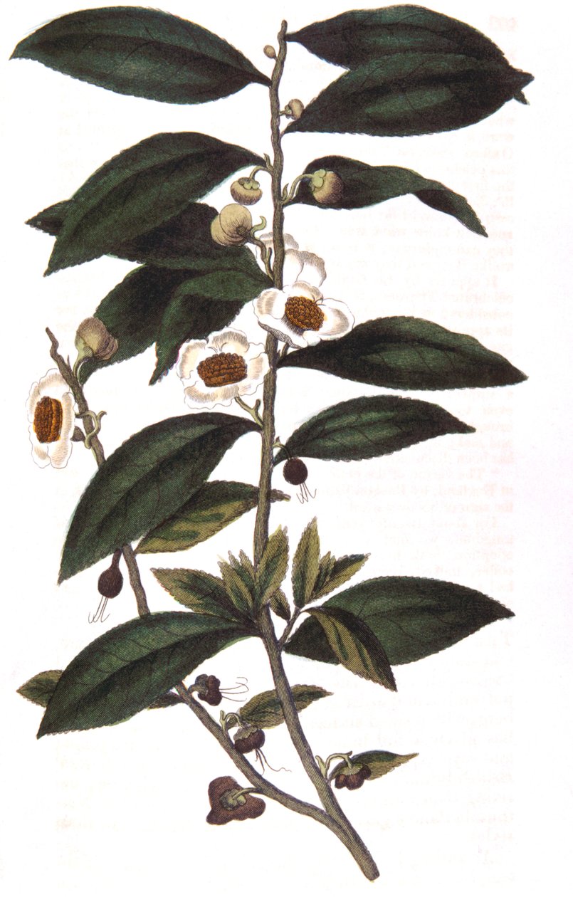 Camellia sinensis - teplante, 1823 af Unbekannt