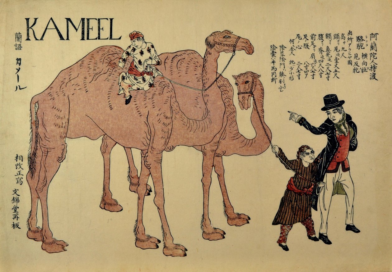 Kameler med hollandske handlere, ca. 1821. af Unbekannt