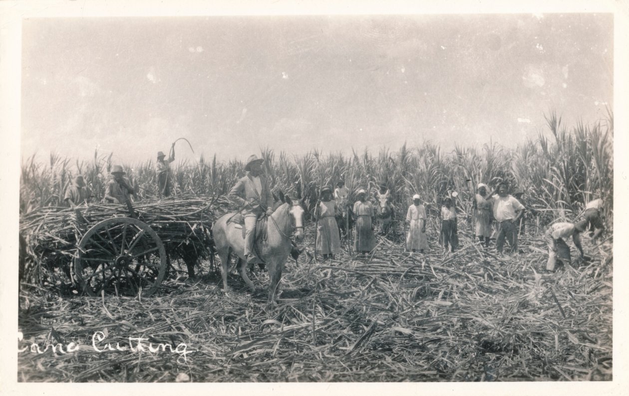 Cane Cutting, c1930 af Unbekannt