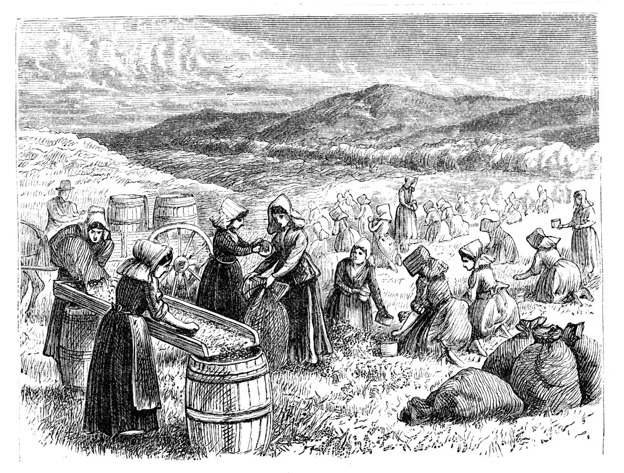 Cape Cod kvinder plukker og sorterer tranebær, 1875 af Unbekannt