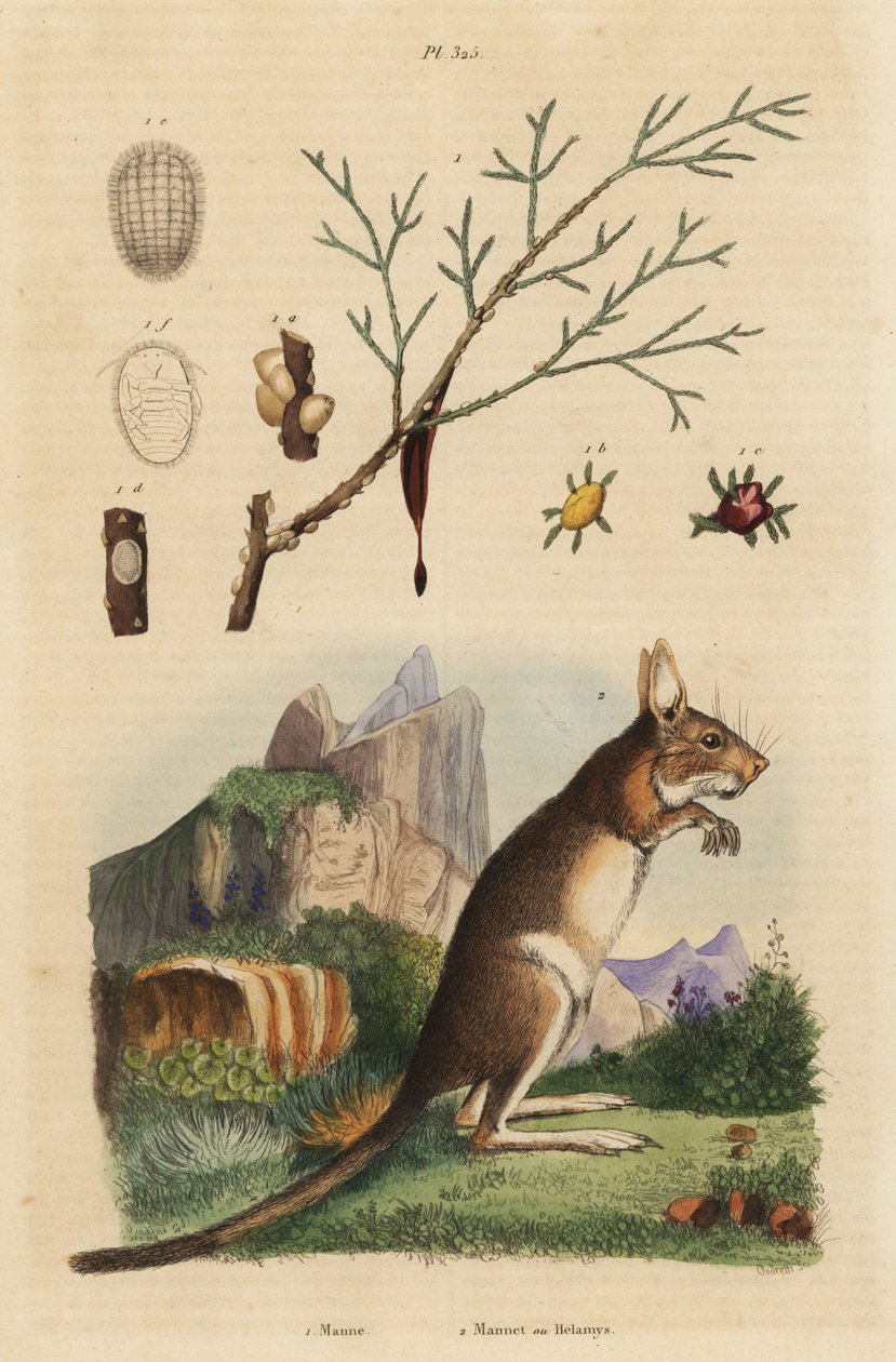Kaphare, Lepus capensis 2 og mannaaske, Fraxinus ornus af Unbekannt