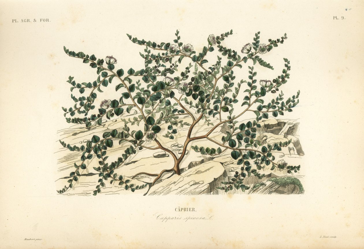 Kaperbusk eller Flinders rose, Capparis spinosa, Caprier af Unbekannt