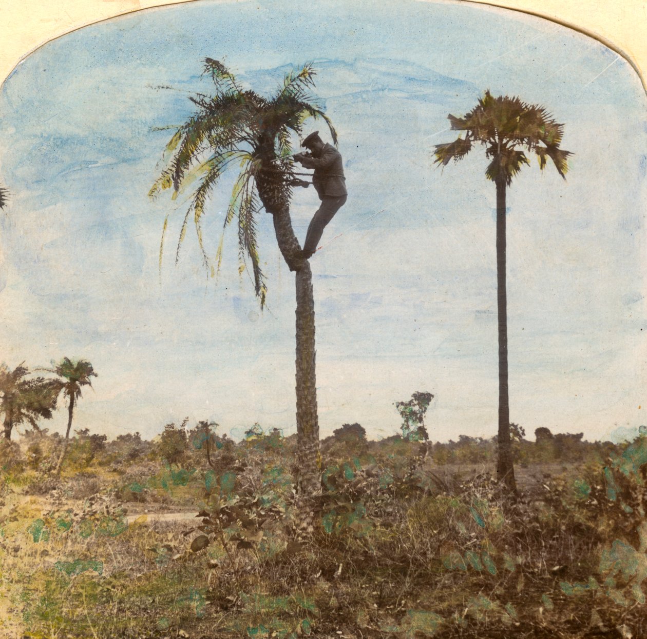Kaptajn Osman skyder fra et træ ved hjælp af stropper, Indien, 1900-tallet af Unbekannt