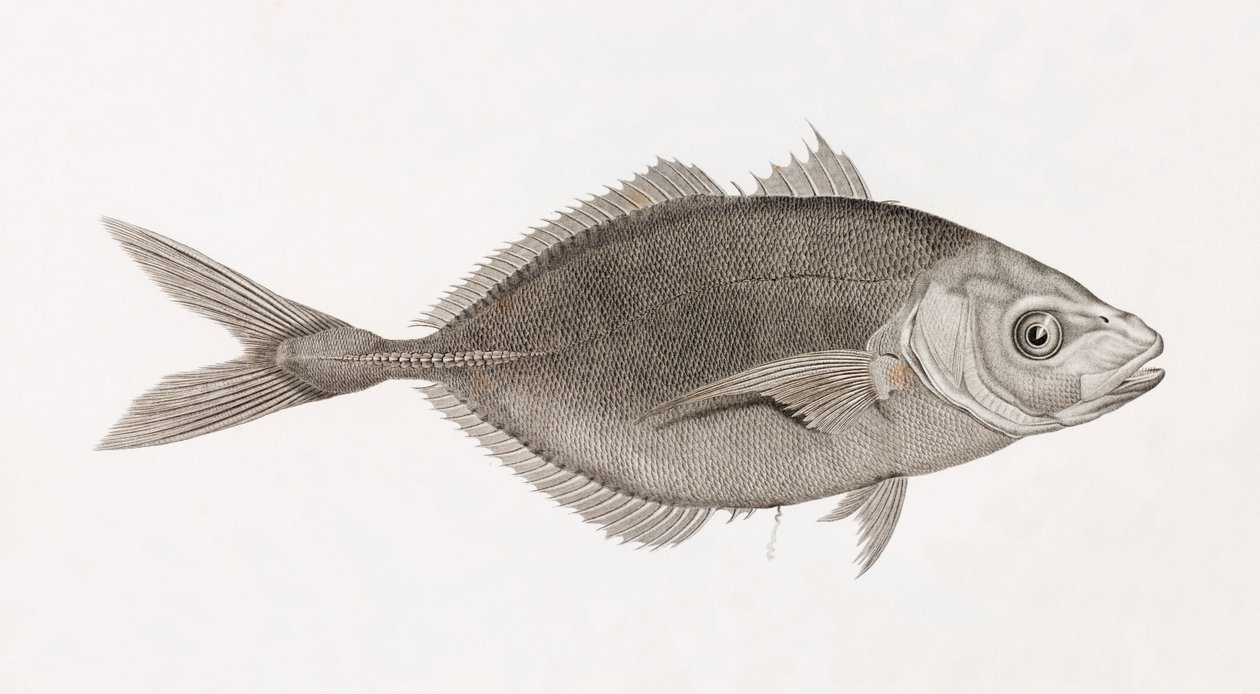 Caranx Lune, tæt på af Unbekannt