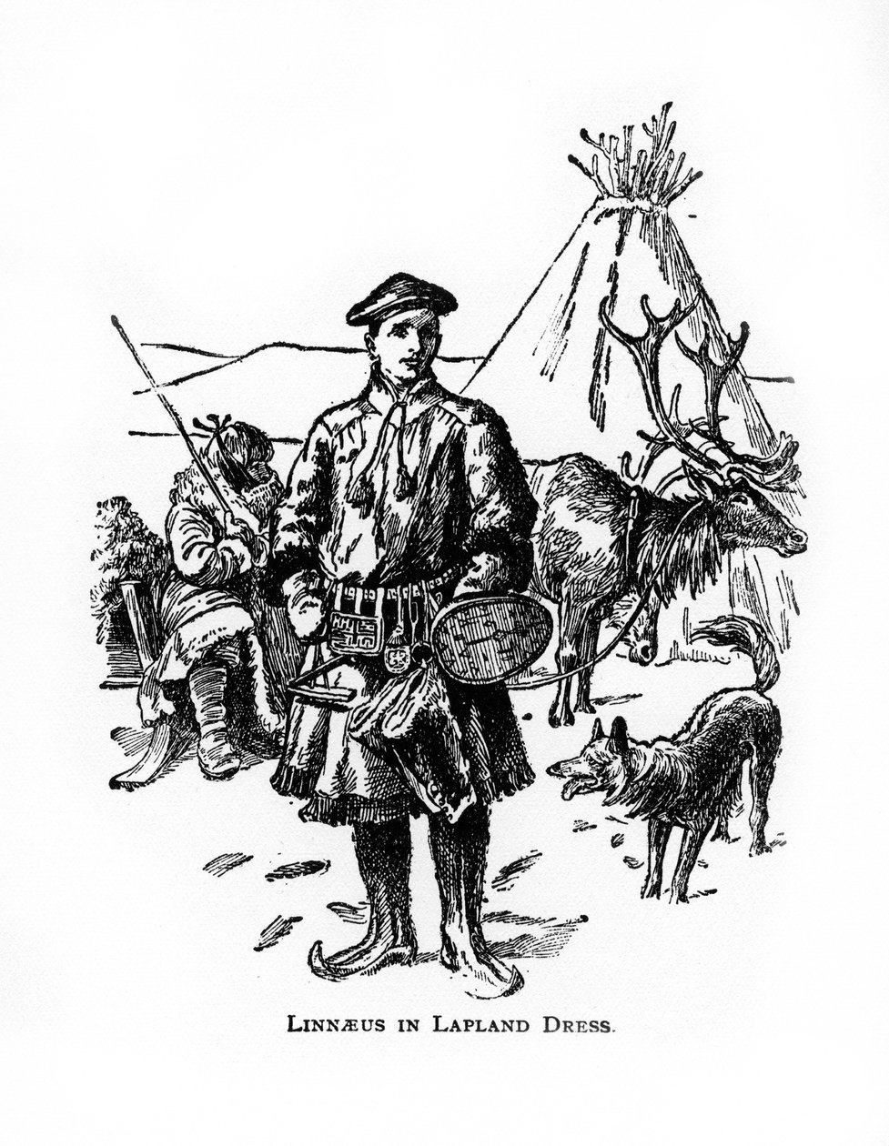Carolus Linnaeus, svensk botaniker, læge og zoolog fra det 18. århundrede, det 20. århundrede af Unbekannt