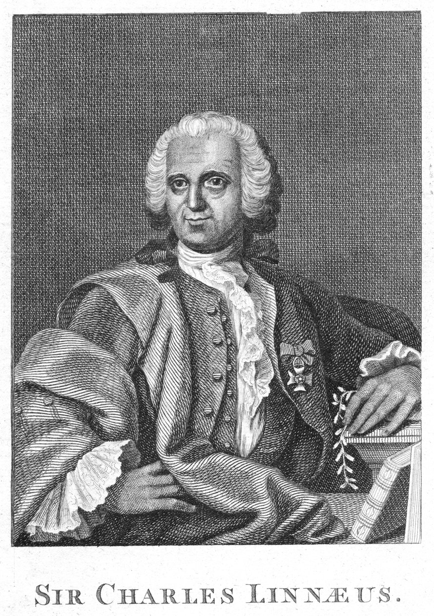 Carolus Linnaeus, svensk naturforsker fra det 18. århundrede af Unbekannt