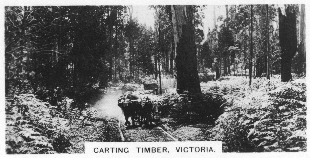 Carting tømmer, Victoria, Australien, 1928 af Unbekannt