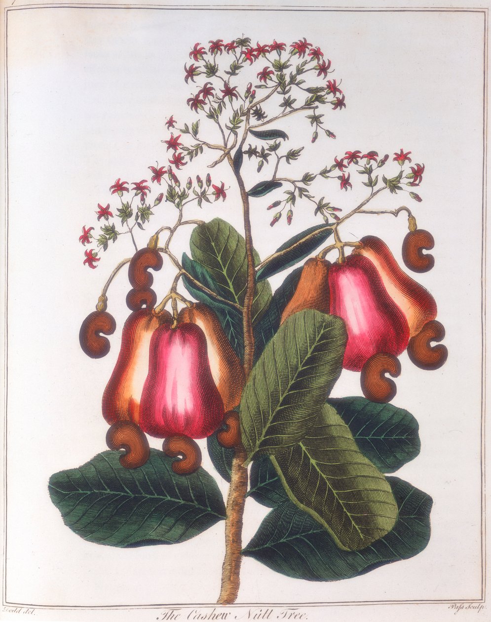 Cashewnød - Anacardium occidentale, c1798 af Unbekannt