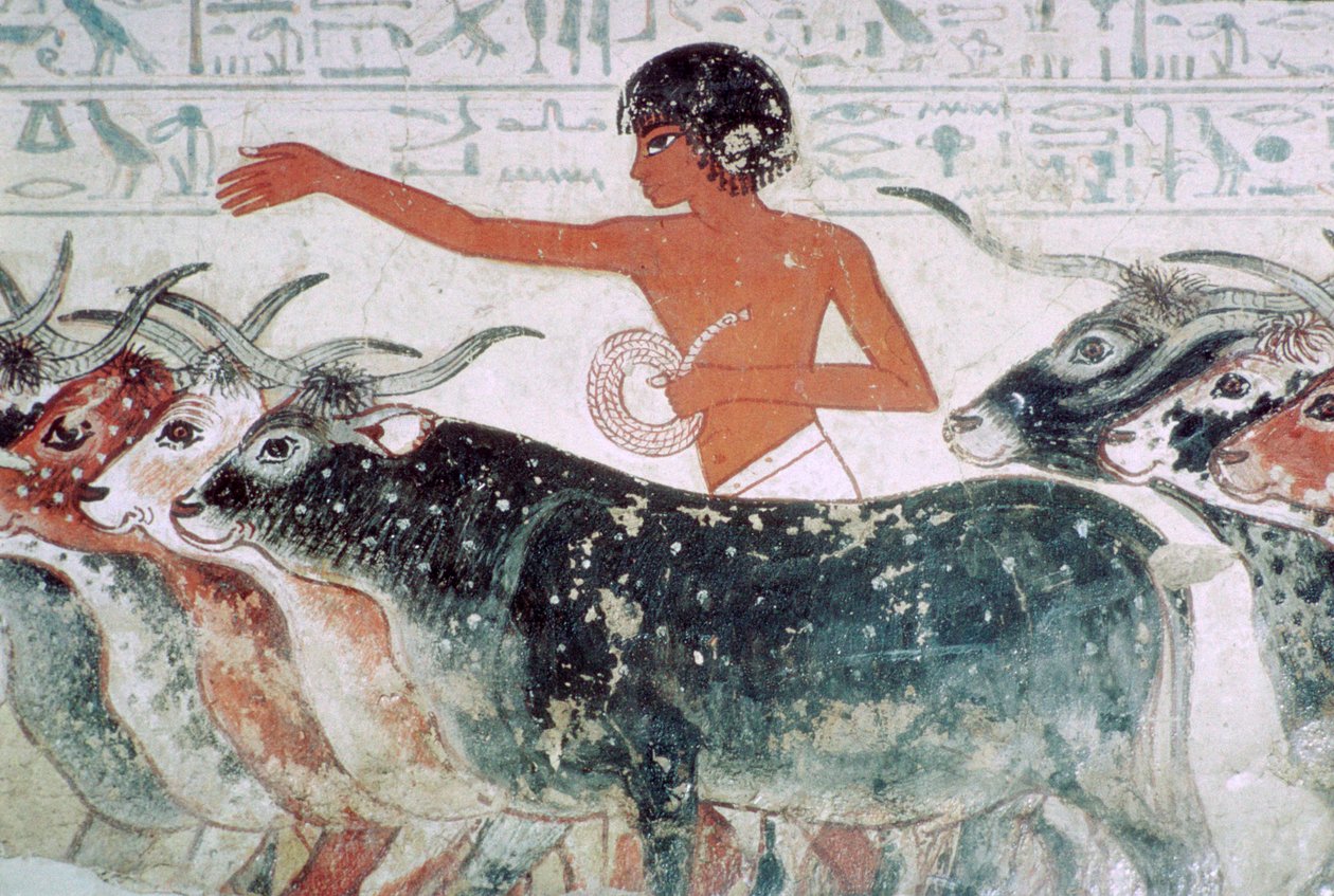Kvæg bragt til inspektion: vægmaleri fra Nebamuns grav nr. 5, Egypten, c1350 f.Kr. af Unbekannt