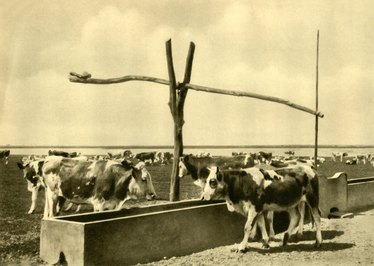 Kvæg drikker ved et trug, Burgenland, Østrig, c1935. af Unbekannt