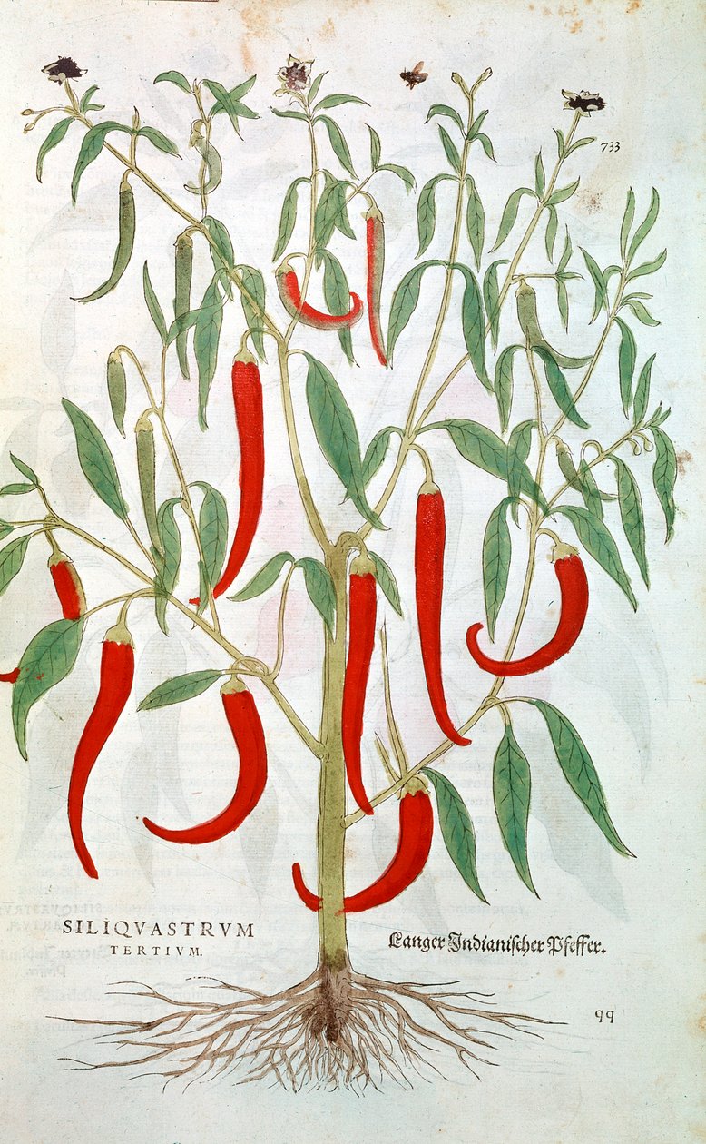 Cayennepeberplante Capsicum, 1500-tallet af Unbekannt
