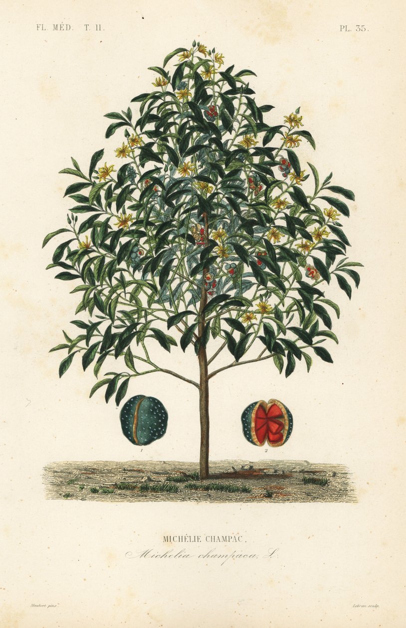 Champak træ, Magnolia champaca, Michelia champaca, Michelie champac af Unbekannt