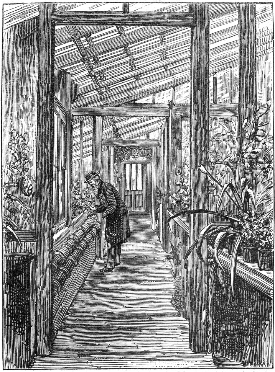 Charles Darwin 1809-1882, engelsk naturforsker, i sit drivhus af Unbekannt