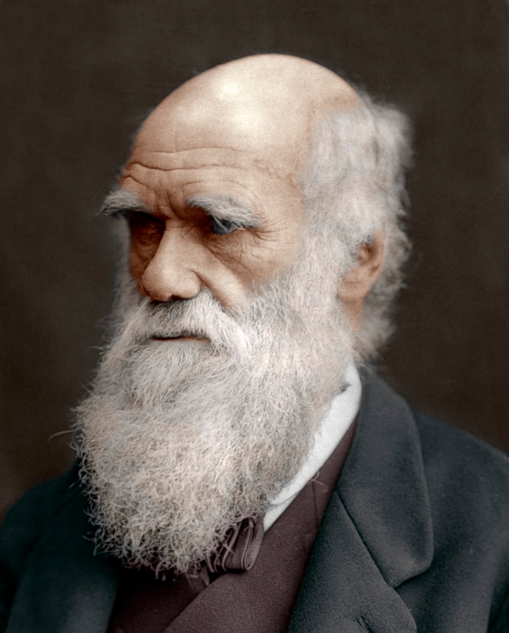Charles Darwin, britisk naturforsker, 1878 af Unbekannt