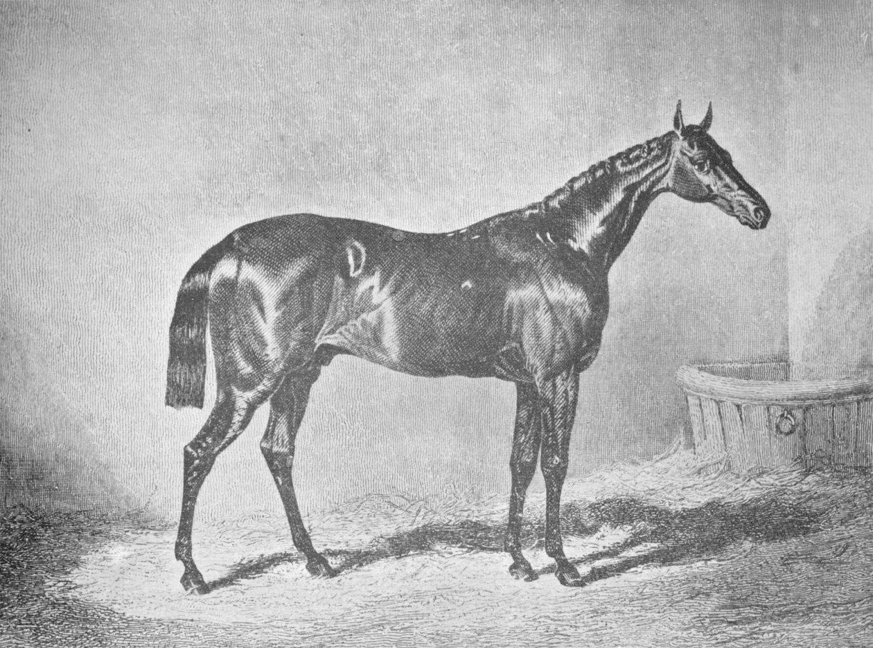Charles XII, vinder af St. Leger 1839, 1911 af Unbekannt