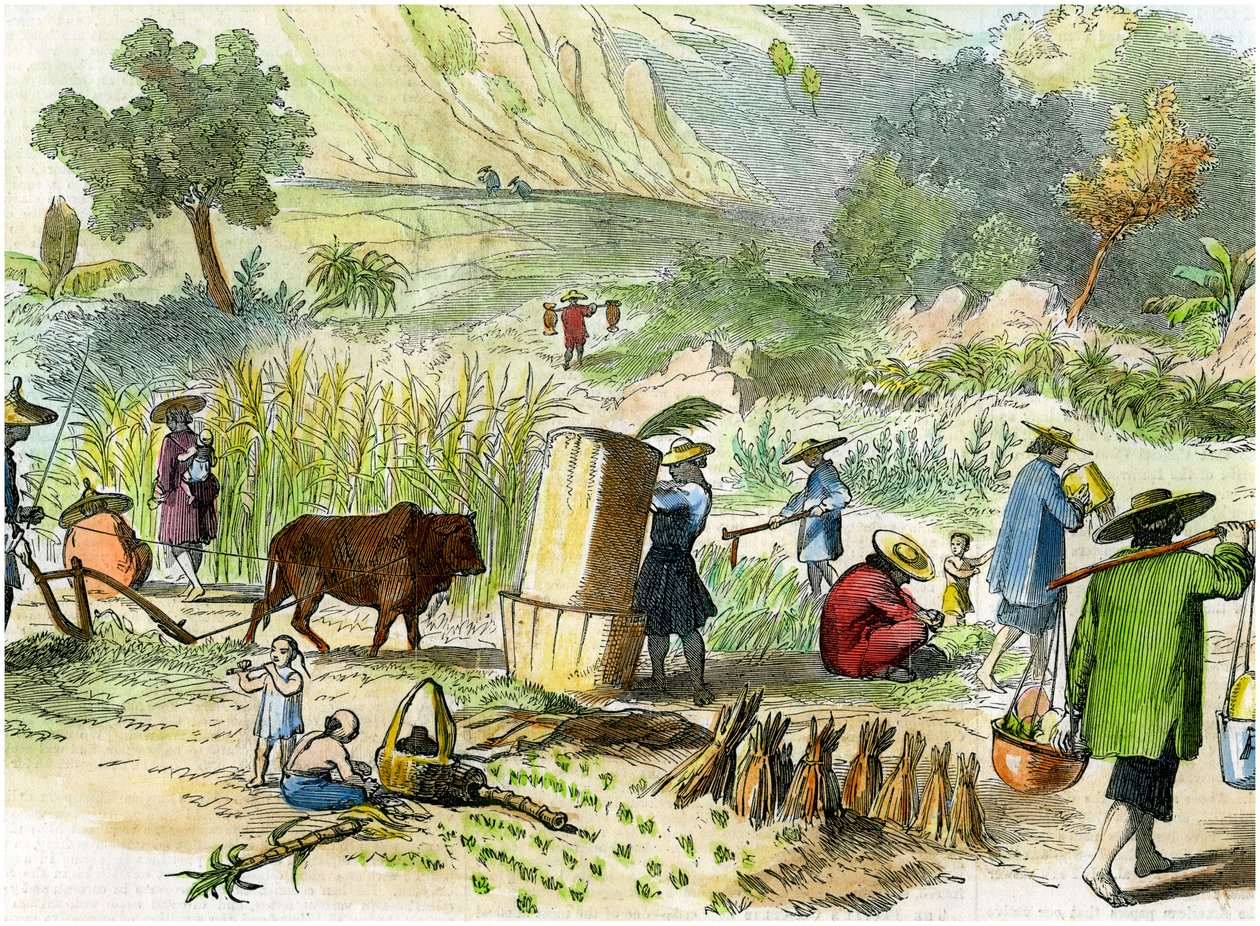 Kinesisk høst, Hong Kong, c1875 af Unbekannt