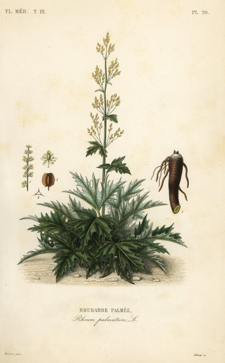 Kinesisk rabarber eller rabarberrod, Rheum palmatum, Rabarberpalmer af Unbekannt