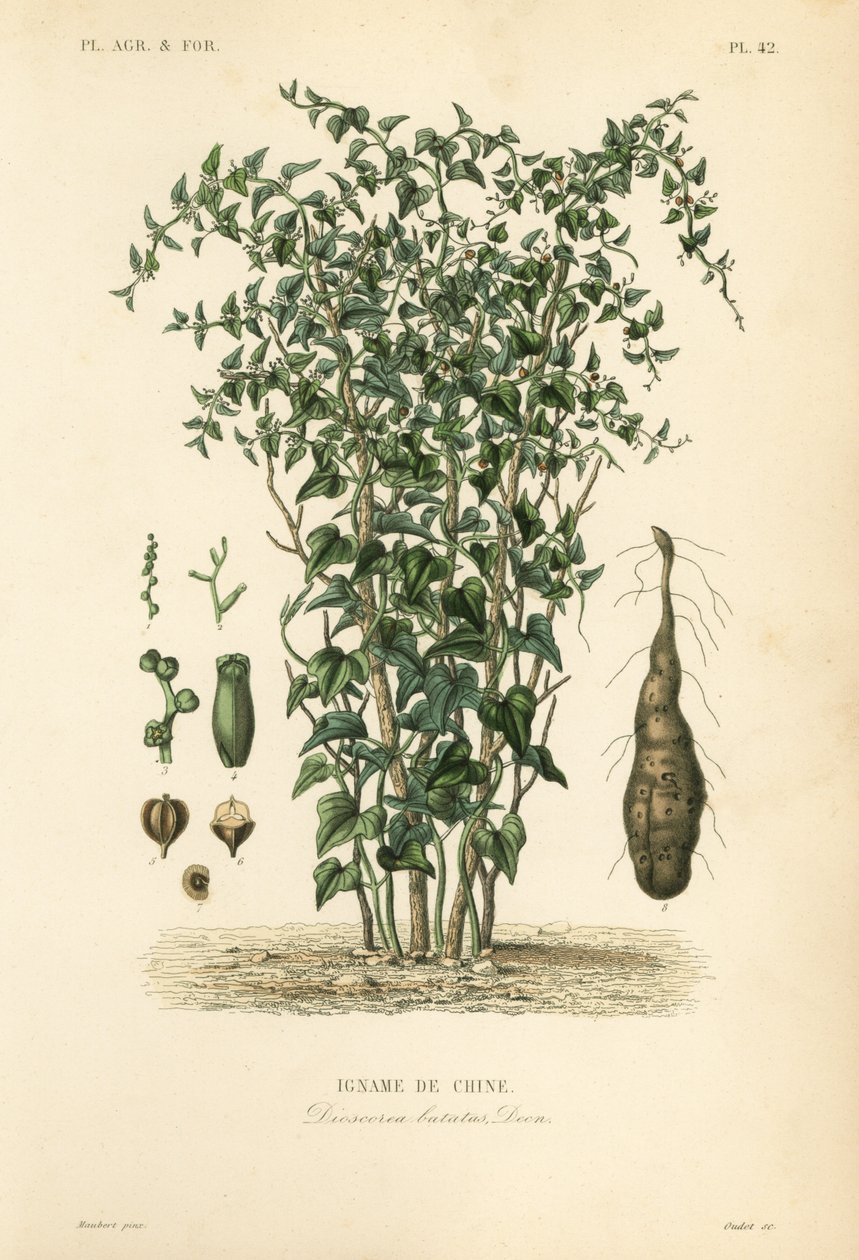 Kinesisk yam eller kanel-vin, Dioscorea polystachya, Dioscorea batatas, Igname de Chine af Unbekannt