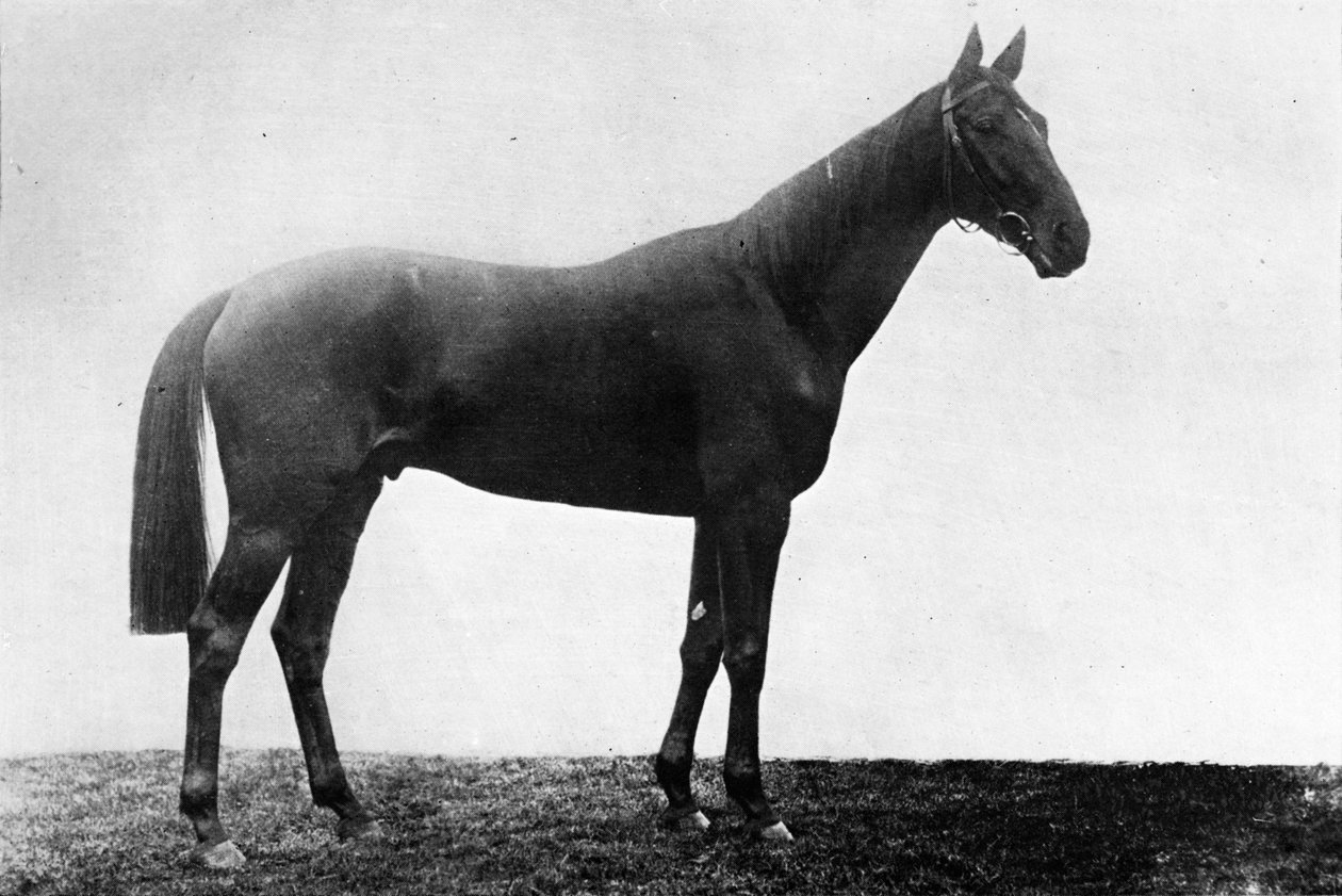 Christmas Daisy, 1911 af Unbekannt