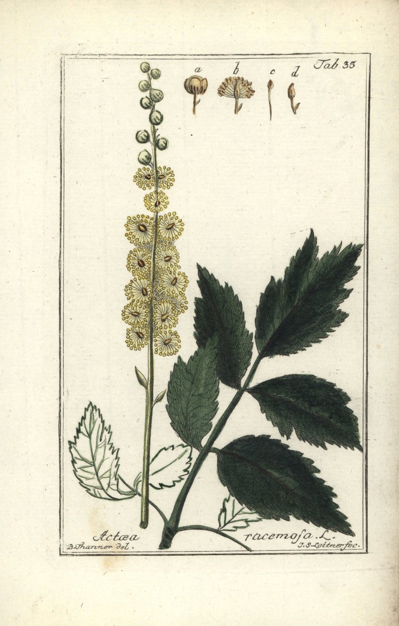 Cimicifuga Cimicifuga racemosa eller sort cohosh, Actaea racemosa (actee en grappe) af Unbekannt