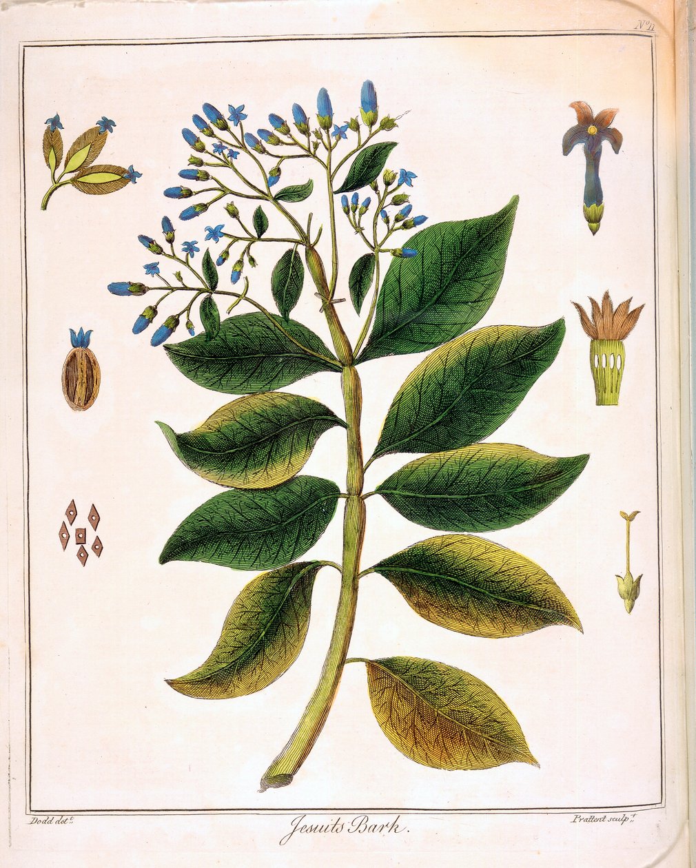 Cinchona jesuitter eller peruansk bark 1795 af Unbekannt