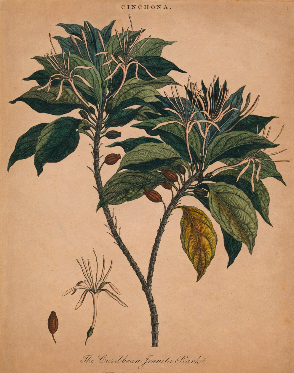 Cinchona. The Caribbean Jesuits Bark, 1801. af Unbekannt