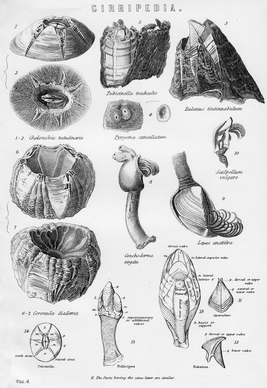 Cirripedia, 1800-tallet af Unbekannt