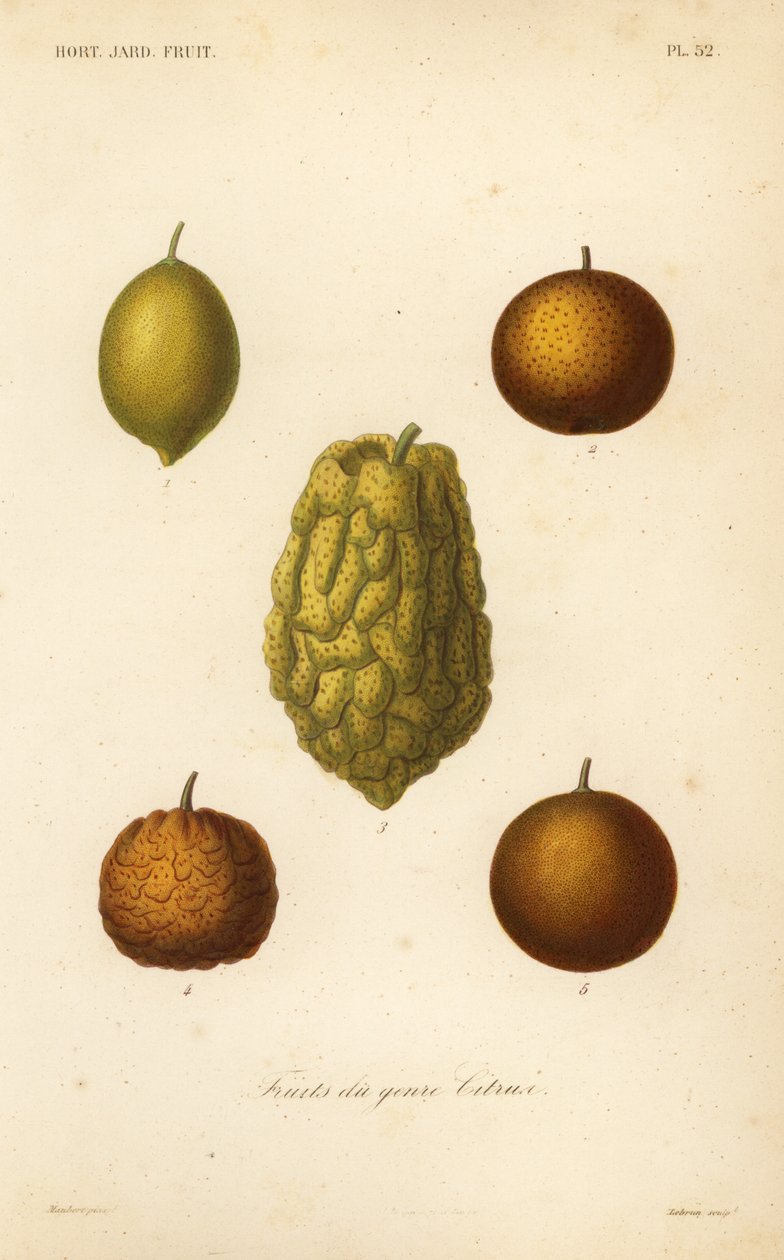 Citrusfrugter, frugter du genre citrus af Unbekannt