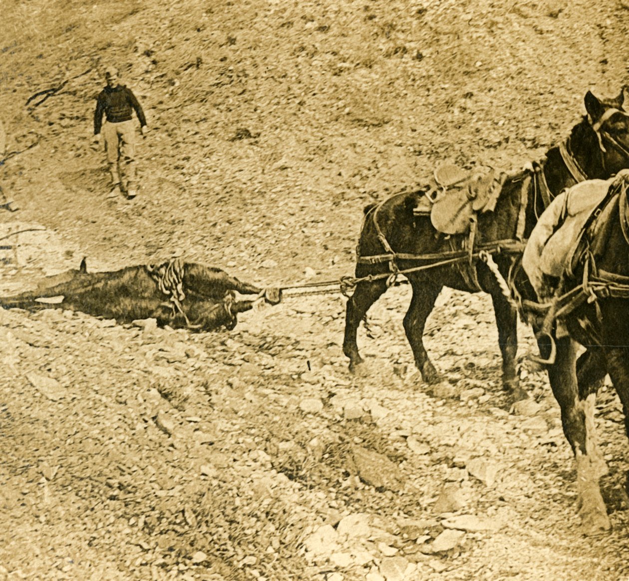 Rydning af slagmarken, c1914-c1918 af Unbekannt